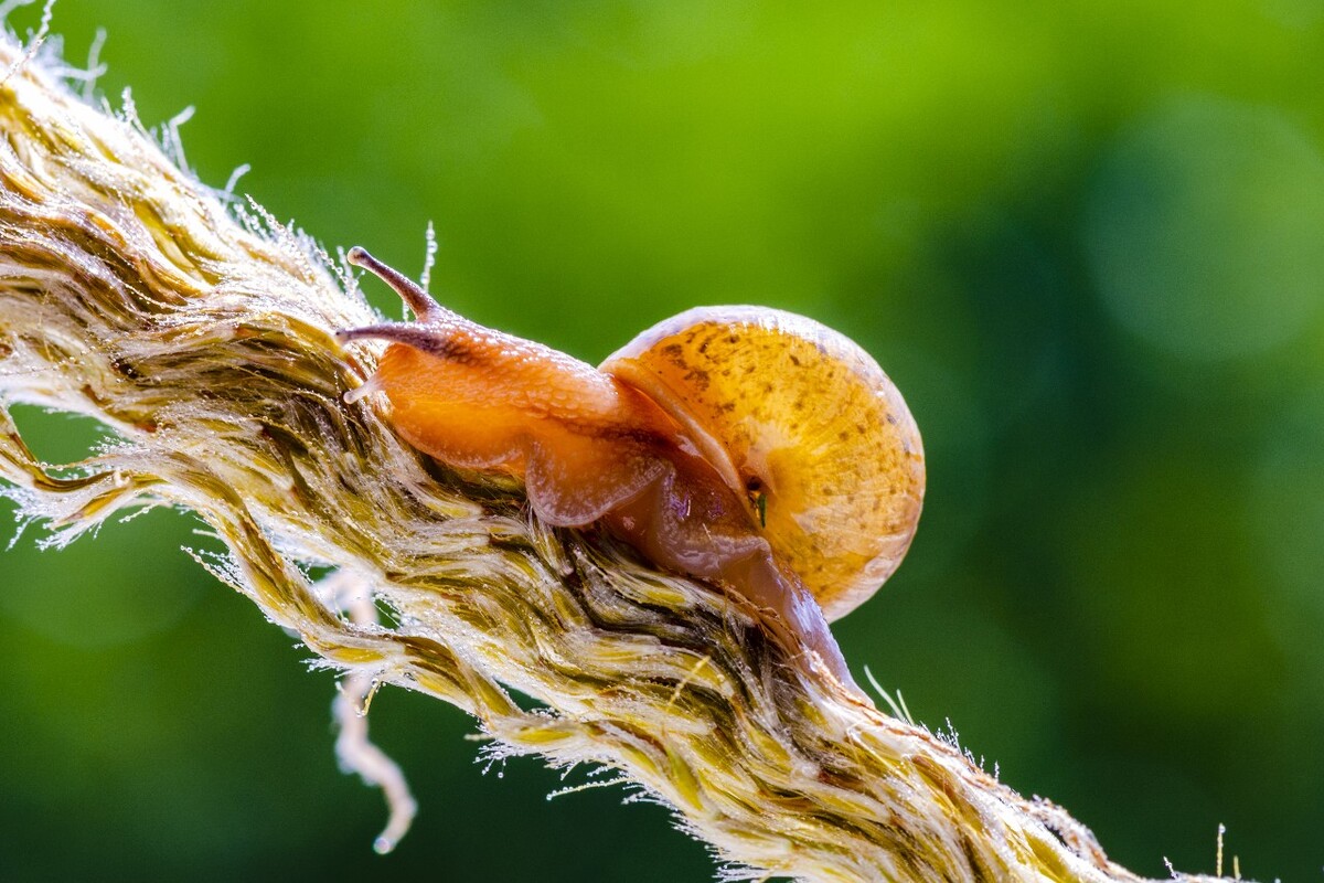 最新蜗牛，探索神奇生物的世界，探索神奇生物世界，最新蜗牛揭秘之旅